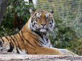 ZOO-Viden 24 srpen 2014 043.JPG